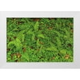 thumbnail image 1 of Jones, Adam 24x17 White Modern Wood Framed Museum Art Print Titled - Ferns and sorrel on forest floor-Hoh Rainforest-Olympic National Park-Washington State, 1 of 4