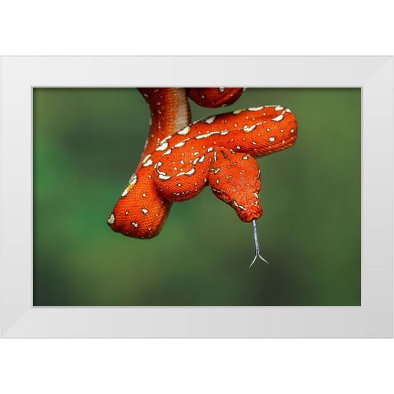Jones, Adam 24x17 White Modern Wood Framed Museum Art Print Titled - Juvenile Green tree python
