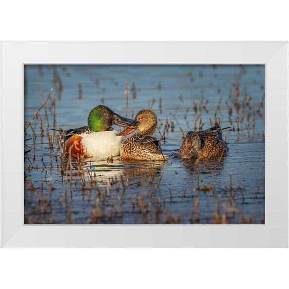 Jones, Adam 24x17 White Modern Wood Framed Museum Art Print Titled - Male with two female Northern shovelers-Bosque del Apache National Wildlife Refuge-New Mexico