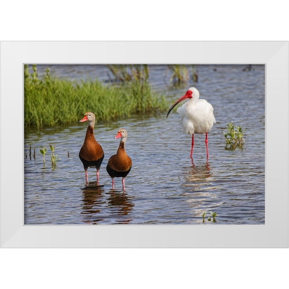 Jones, Adam 24x17 White Modern Wood Framed Museum Art Print Titled - Pair of Black-bellied whistling ducks and White ibis-South Padre Island