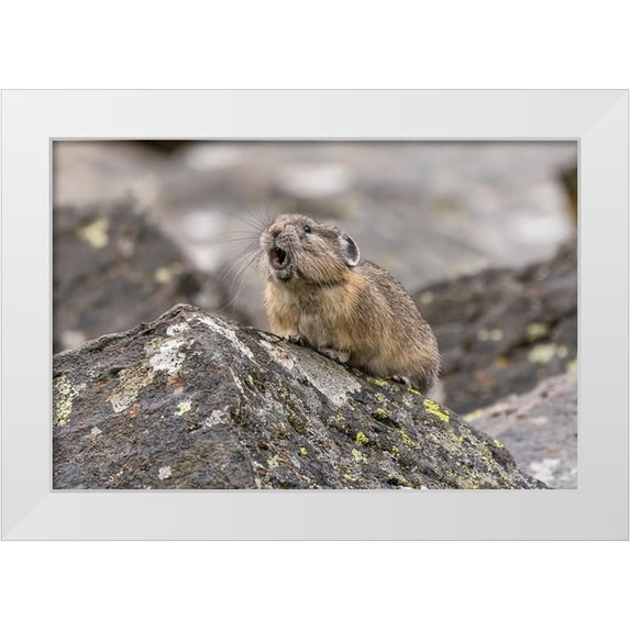 Jones, Adam 24x17 White Modern Wood Framed Museum Art Print Titled - Pika-Ochotona princeps-Yellowstone National Park-Wyoming