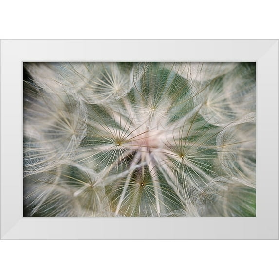 Jones, Adam 24x17 White Modern Wood Framed Museum Art Print Titled - Purple Salsify seed head-Yosemite National Park-California