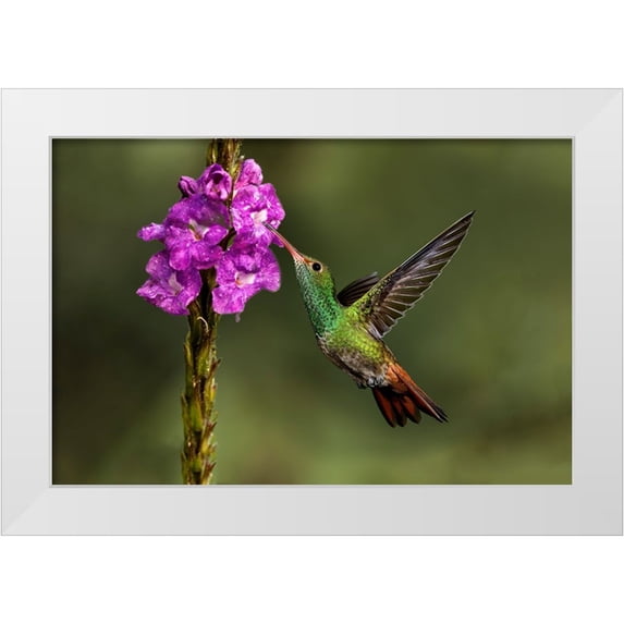 Jones, Adam 24x17 White Modern Wood Framed Museum Art Print Titled - Rufous tailed hummingbird-Costa Rica