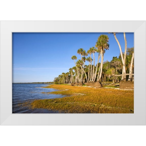 Jones, Adam 24x17 White Modern Wood Framed Museum Art Print Titled - Sable palm tree trunks along shoreline of Harney Lake at sunset-Florida