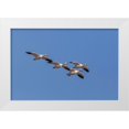 thumbnail image 1 of Jones, Adam 24x17 White Modern Wood Framed Museum Art Print Titled - Snow geese flying Bosque del Apache National Wildlife Refuge-New Mexico, 1 of 4