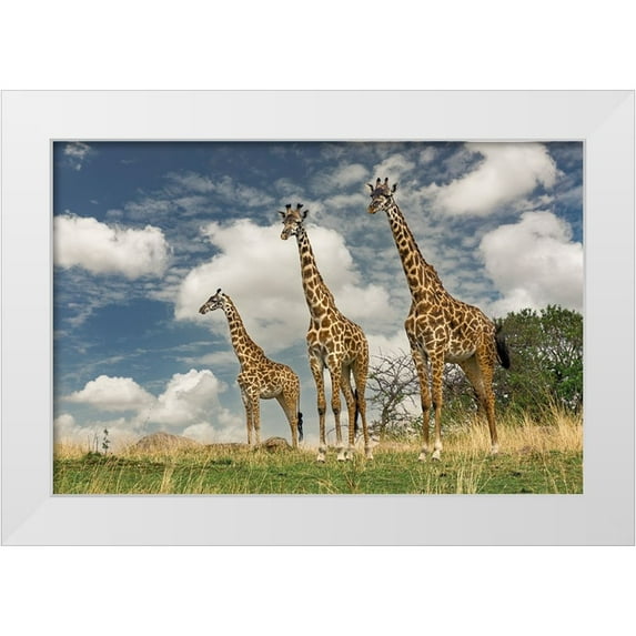 Jones, Adam 24x17 White Modern Wood Framed Museum Art Print Titled - Three Masai Giraffe