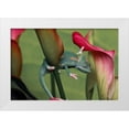 thumbnail image 1 of Jones, Adam 24x17 White Modern Wood Framed Museum Art Print Titled - Veiled chameleon, 1 of 4