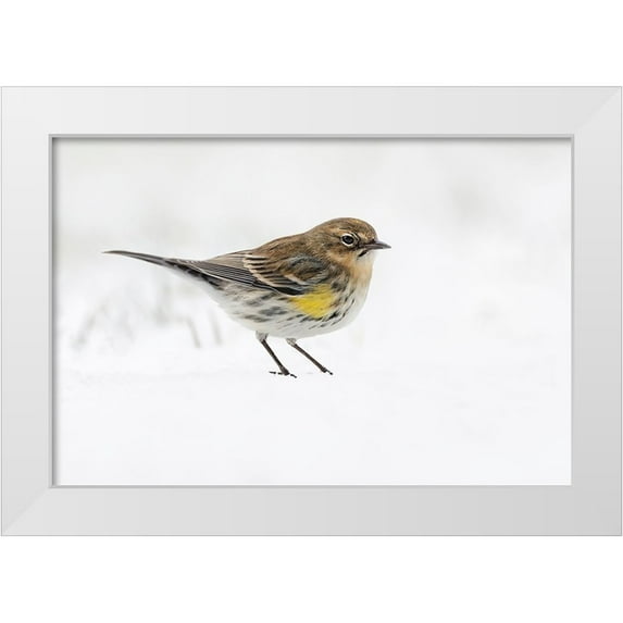 Jones, Adam 24x17 White Modern Wood Framed Museum Art Print Titled - Yellow-rumped warbler on the ground feeding in winter