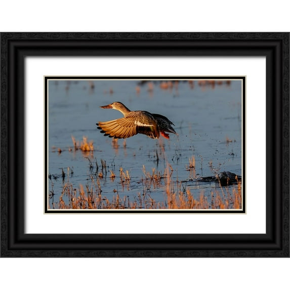 Jones, Adam 32x23 Black Ornate Wood Framed with Double Matting Museum Art Print Titled - Female Northern shoveler flying Bosque del Apache National Wildlife Refuge-New Mexico