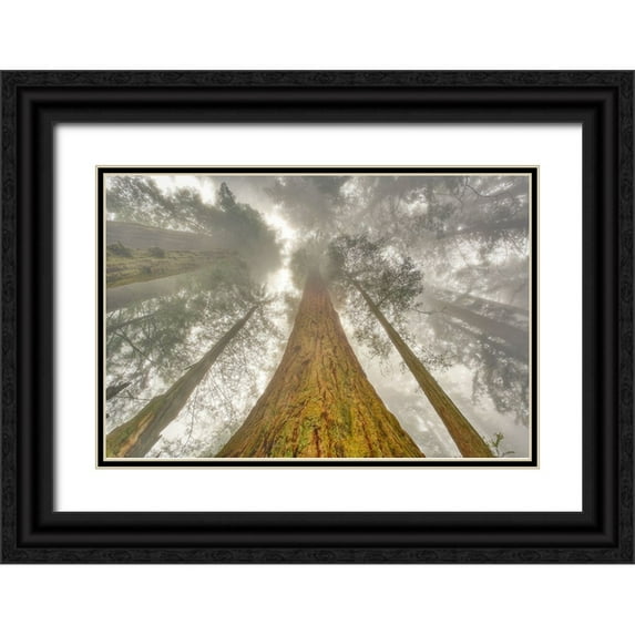 Jones, Adam 32x23 Black Ornate Wood Framed with Double Matting Museum Art Print Titled - Fisheye view skyward of Redwood trees in fog Redwood National Park-California