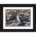 thumbnail image 1 of Jones, Adam 32x23 Black Ornate Wood Framed with Double Matting Museum Art Print Titled - Blue-footed Boobie-Espanola Island-Galapagos Islands-Ecuador, 1 of 4