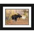 thumbnail image 1 of Jones, Adam 32x23 Black Ornate Wood Framed with Double Matting Museum Art Print Titled - Bull moose in autumn-Grand Teton National Park-Wyoming, 1 of 4