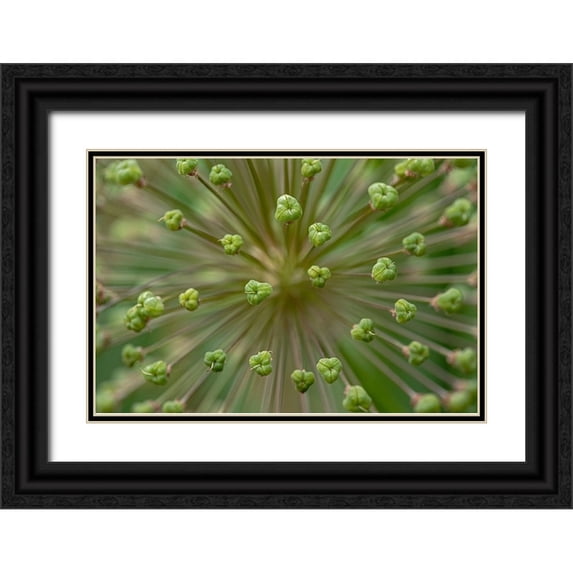 Jones, Adam 32x23 Black Ornate Wood Framed with Double Matting Museum Art Print Titled - Flower pattern-Schreiner Iris Gardens-Salem-Oregon