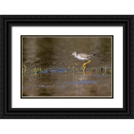 Jones, Adam 32x23 Black Ornate Wood Framed with Double Matting Museum Art Print Titled - Lesser yellowlegs-Myakka River State Park-Florida