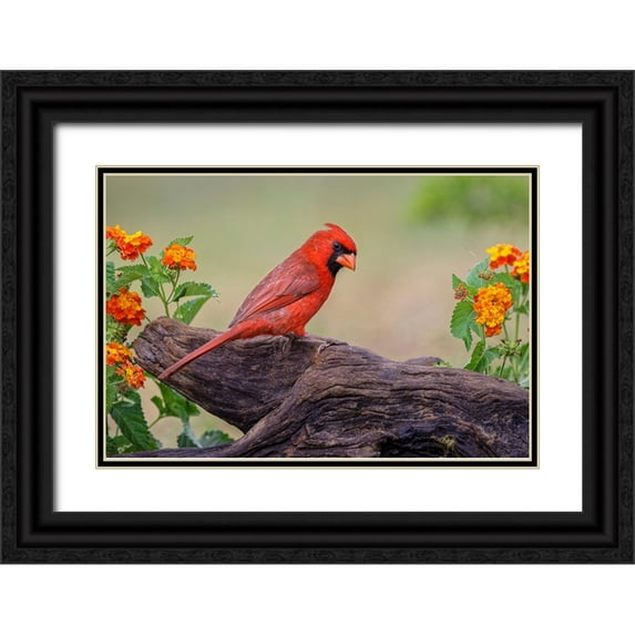 Jones, Adam 32x23 Black Ornate Wood Framed with Double Matting Museum Art Print Titled - Male cardinal and flowers-Rio Grande Valley-Texas