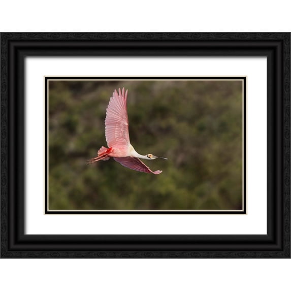 Jones, Adam 32x23 Black Ornate Wood Framed with Double Matting Museum Art Print Titled - Roseate spoonbill flying-Stick Marsh-Florida