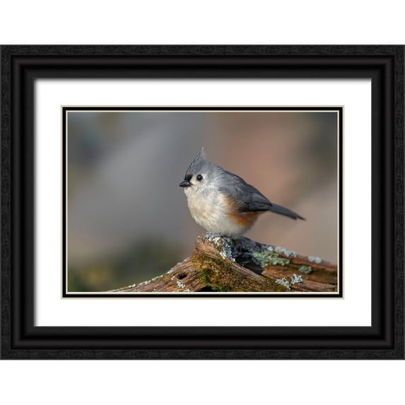 Jones, Adam 32x23 Black Ornate Wood Framed with Double Matting Museum Art Print Titled - Tufted titmouse in winter