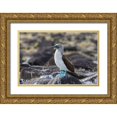 thumbnail image 1 of Jones, Adam 32x23 Gold Ornate Wood Framed with Double Matting Museum Art Print Titled - Blue-footed Boobie-Espanola Island-Galapagos Islands-Ecuador, 1 of 4