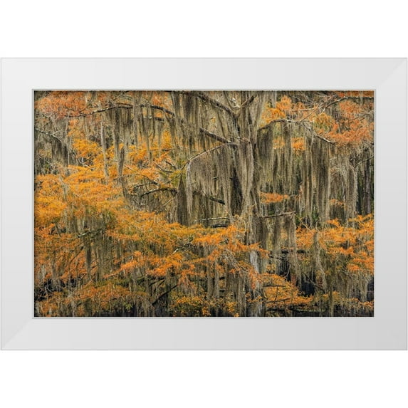 Jones, Adam 32x23 White Modern Wood Framed Museum Art Print Titled - Bald Cypress tree draped in Spanish moss with fall colors Caddo Lake State Park-Uncertain-Texas
