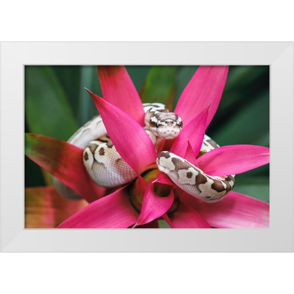 Jones, Adam 32x23 White Modern Wood Framed Museum Art Print Titled - Ball python