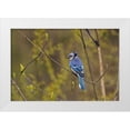 thumbnail image 1 of Jones, Adam 32x23 White Modern Wood Framed Museum Art Print Titled - Blue jay, 1 of 4