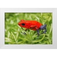 thumbnail image 1 of Jones, Adam 32x23 White Modern Wood Framed Museum Art Print Titled - Blue-jeans frog-Strawberry poison dart frog, 1 of 4