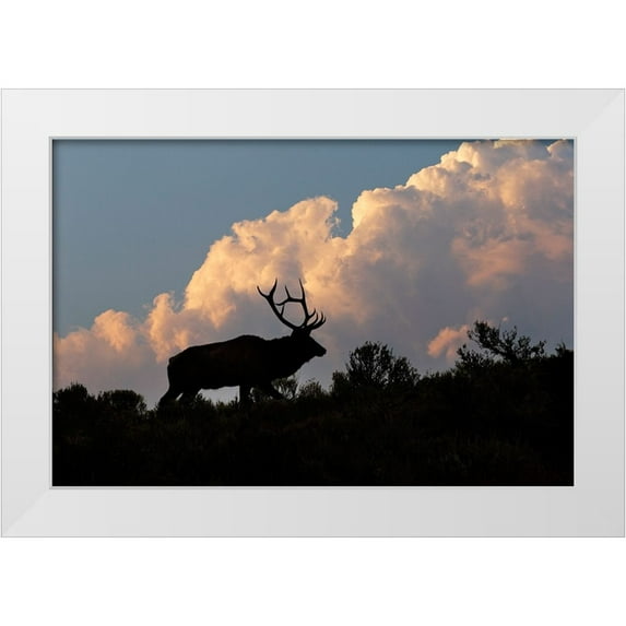 Jones, Adam 32x23 White Modern Wood Framed Museum Art Print Titled - Bull elk or wapiti silhouetted on ridge at sunrise-Yellowstone National Park-Wyoming