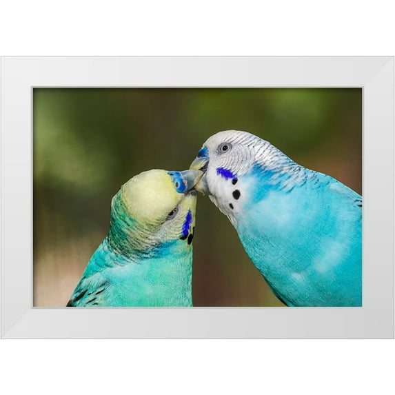 Jones, Adam 32x23 White Modern Wood Framed Museum Art Print Titled - Common parakeets or shell parakeet kissing