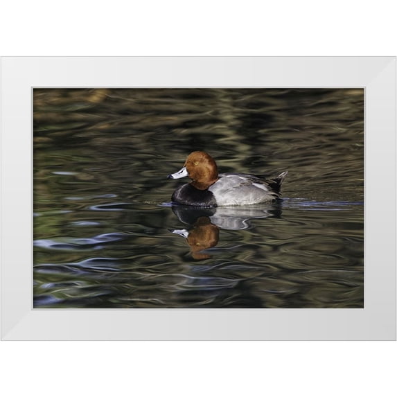 Jones, Adam 32x23 White Modern Wood Framed Museum Art Print Titled - Duck swimming in autumn water