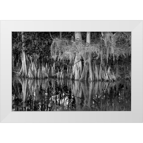 Jones, Adam 32x23 White Modern Wood Framed Museum Art Print Titled - Early spring view of cypress trees reflecting on blackwater area of St Johns River-central Florida