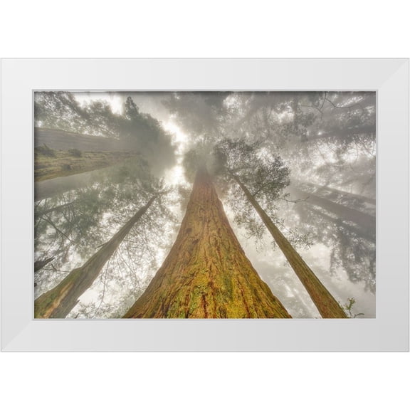 Jones, Adam 32x23 White Modern Wood Framed Museum Art Print Titled - Fisheye view skyward of Redwood trees in fog Redwood National Park-California