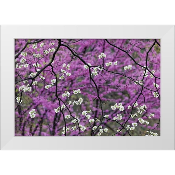 Jones, Adam 32x23 White Modern Wood Framed Museum Art Print Titled - Flowering dogwood tree and distant Eastern redbud-Kentucky