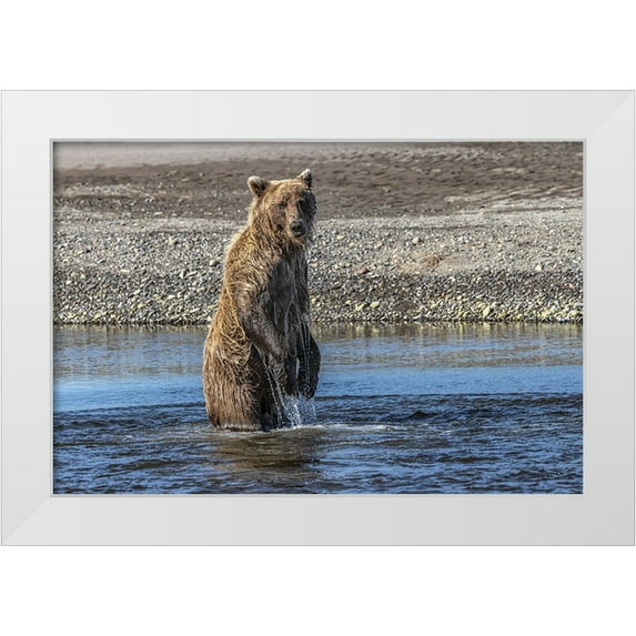 Jones, Adam 32x23 White Modern Wood Framed Museum Art Print Titled - Grizzly bear standing while fishing-Lake Clark National Park and Preserve-Alaska