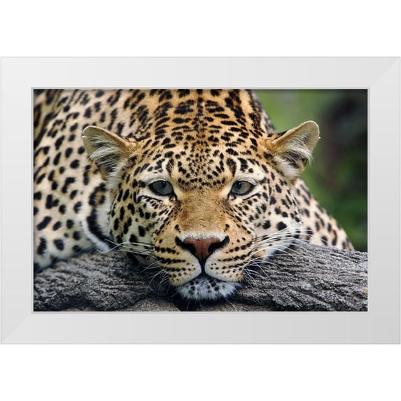 Jones, Adam 32x23 White Modern Wood Framed Museum Art Print Titled - Leopard resting facing forward-captive animal
