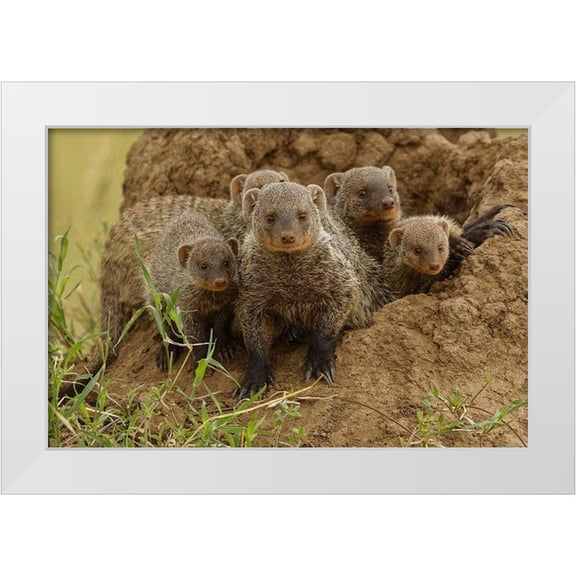 Jones, Adam 32x23 White Modern Wood Framed Museum Art Print Titled - Mother and young Banded mongoose on termite mound-Serengeti National Park-Tanzania-Africa