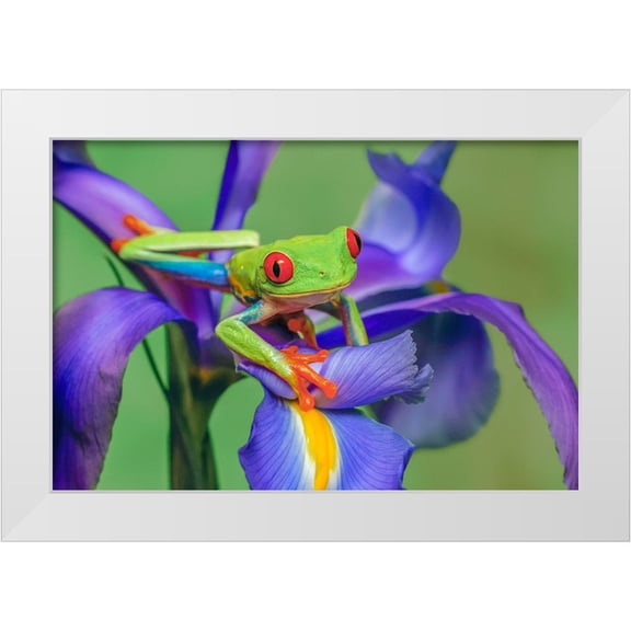 Jones, Adam 32x23 White Modern Wood Framed Museum Art Print Titled - Red-eyed tree frog climbing on iris flower