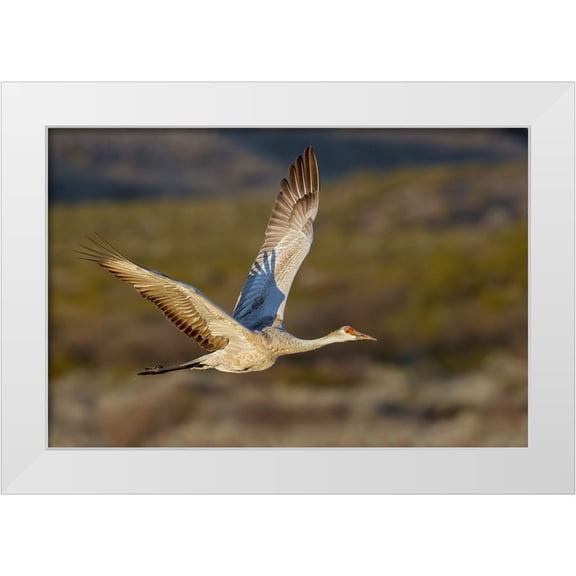 Jones, Adam 32x23 White Modern Wood Framed Museum Art Print Titled - Sandhill crane flying Bosque del Apache National Wildlife Refuge-New Mexico