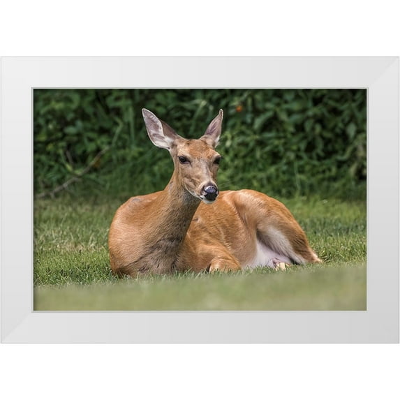 Jones, Adam 32x23 White Modern Wood Framed Museum Art Print Titled - White-tailed deer lying down resting-Kentucky