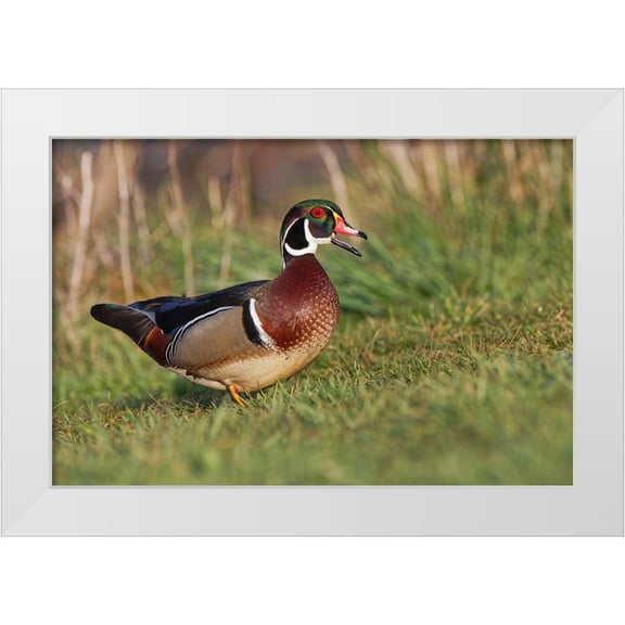 Jones, Adam 32x23 White Modern Wood Framed Museum Art Print Titled - Wood duck drake-Kentucky