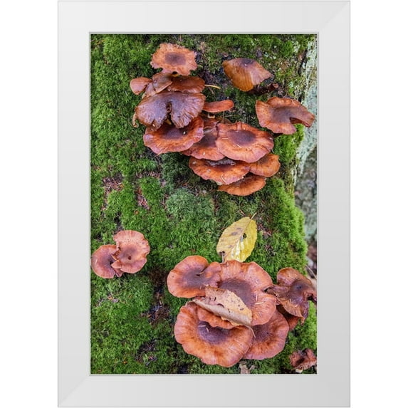Jones, Allison 13x18 White Modern Wood Framed Museum Art Print Titled - USA-Vermont-Fall foliage and mushrooms in Mad River Valley along trail to Warren Falls