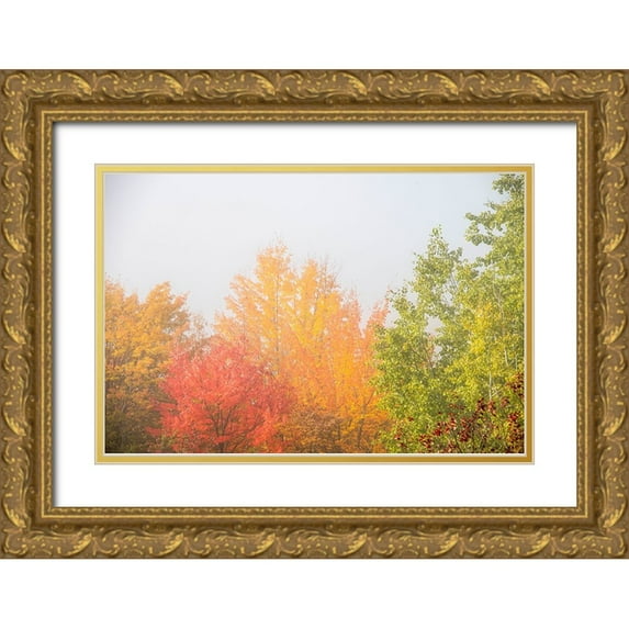 Jones, Allison 14x11 Gold Ornate Wood Framed with Double Matting Museum Art Print Titled - USA-New Hampshire-fall foliage north of Whitefield-along Rt 3