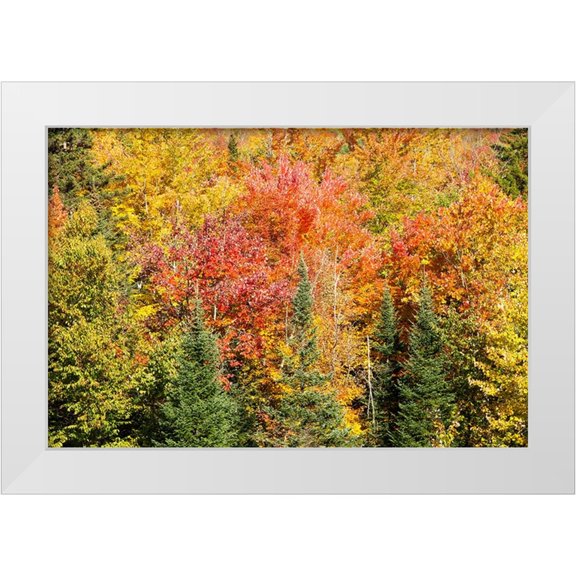 Jones, Allison 14x11 White Modern Wood Framed Museum Art Print Titled - USA-New Hampshire-fall foliage Bretton Woods at base of Mount Washington