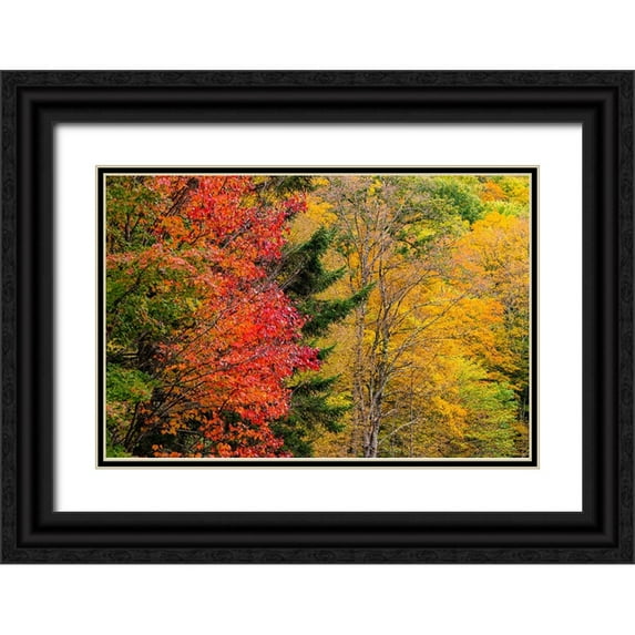 Jones, Allison 18x13 Black Ornate Wood Framed with Double Matting Museum Art Print Titled - USA-Vermont-Fall foliage in Mad River Valley along trail to Warren Falls