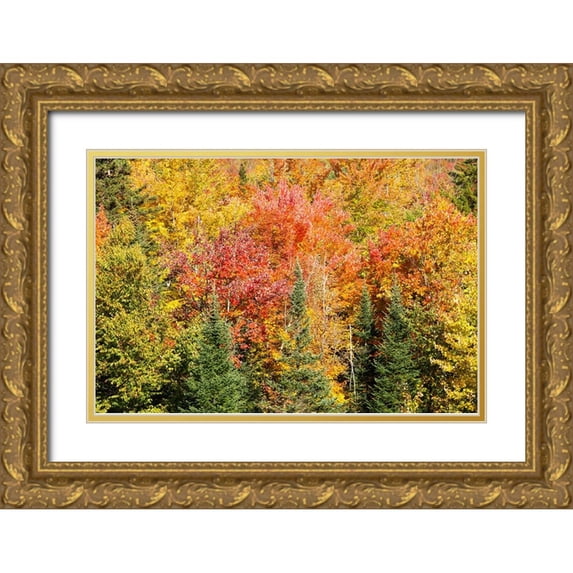 Jones, Allison 18x13 Gold Ornate Wood Framed with Double Matting Museum Art Print Titled - USA-New Hampshire-fall foliage Bretton Woods at base of Mount Washington
