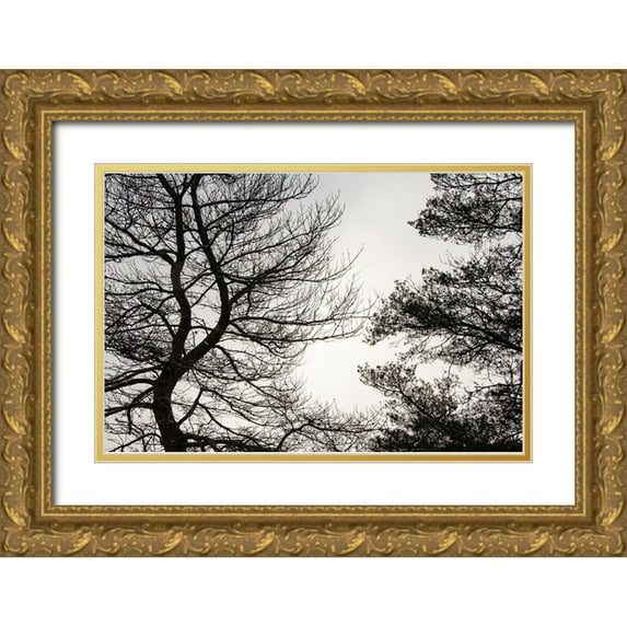Jones, Allison 18x13 Gold Ornate Wood Framed with Double Matting Museum Art Print Titled - USA-Vermont-Morrisville-Jopson Lane Tree silhouetted against winter sky