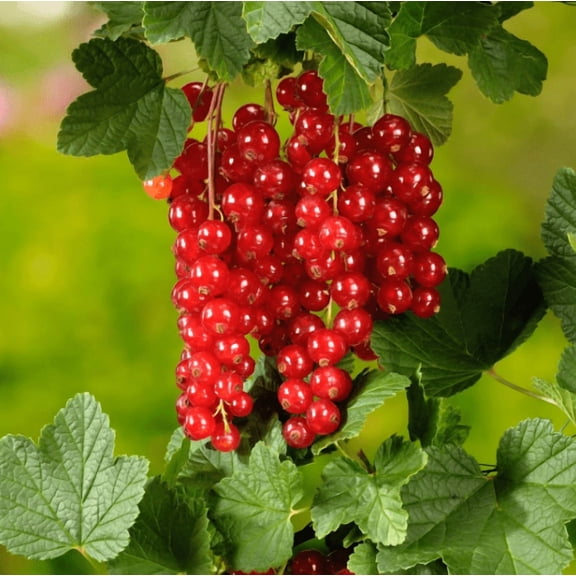 Jonkheer Van Tets Red Currant Live Plant, Hardy Berry Shrub for Home Gardens and Orchards 4-6 Inch Tall