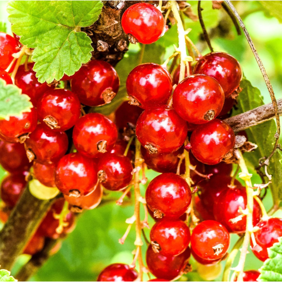 Jonkheer Van Tets Red Currant Plant Live for Planting, Red Currant Berry Plant Seedlings, Currant Tree, 6-10 Inch Tall