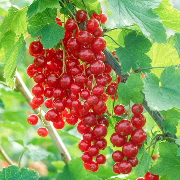 Jonkheer Van Tets Red Currant Plant Ribes Rubrum Hardy Shrub Redcurrant Bush 6-12"Tall