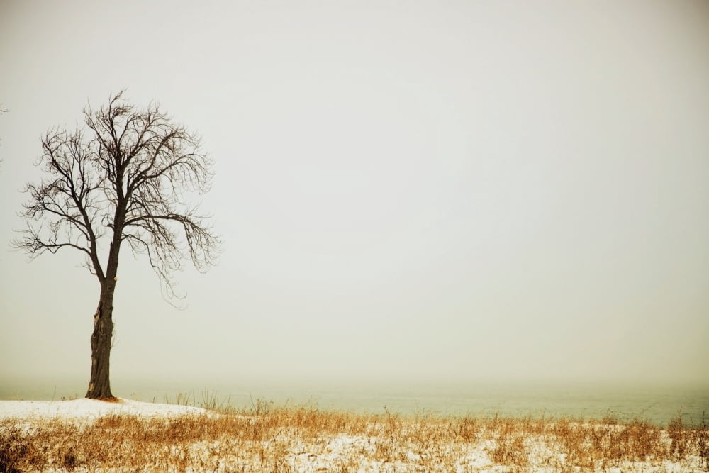 Jordan Ontario Canada A Tree Along The Shore Of Lake Ontario With Some Snow Canvas Art - Pete Stec Design Pics (19 x 12)