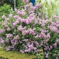 thumbnail image 1 of Josee Reblooming Lilac Starter Hedge Kit Dormant Bare Root Starter Shrubs - 10 starter plants per offer, measuring 9 to 12 inches tall, 1 of 5